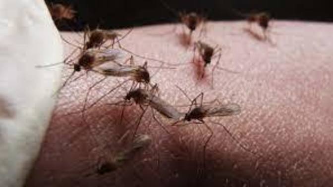 Did you know West Nile virus kills 4% of those who get it, what should we do?