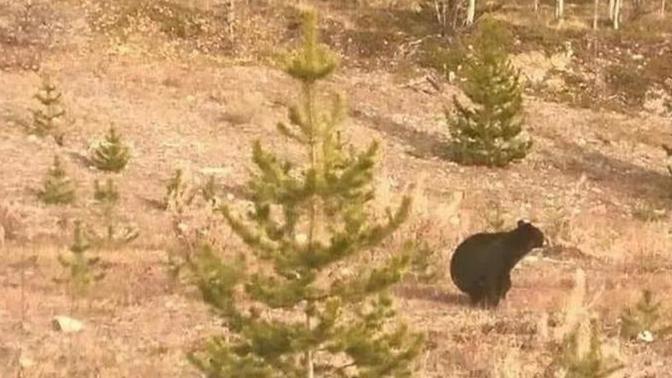 What does a bear do in the woods?