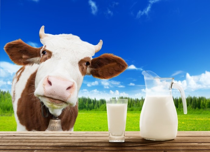 How many of you still drink cows milk?