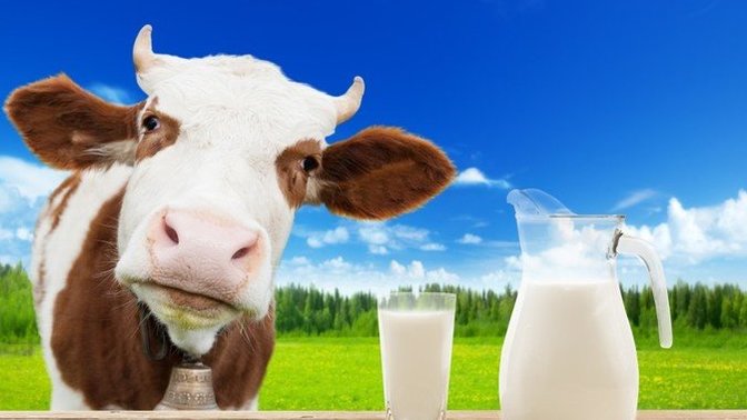 How many of you still drink cows milk?