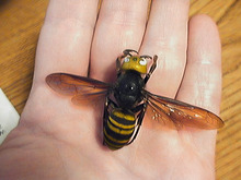 Murder Hornets