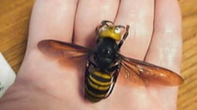 Do you think that Murder Hornets were created in a lab in China?