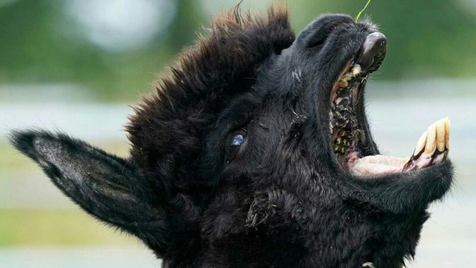 Should Geronimo the alpaca be killed?