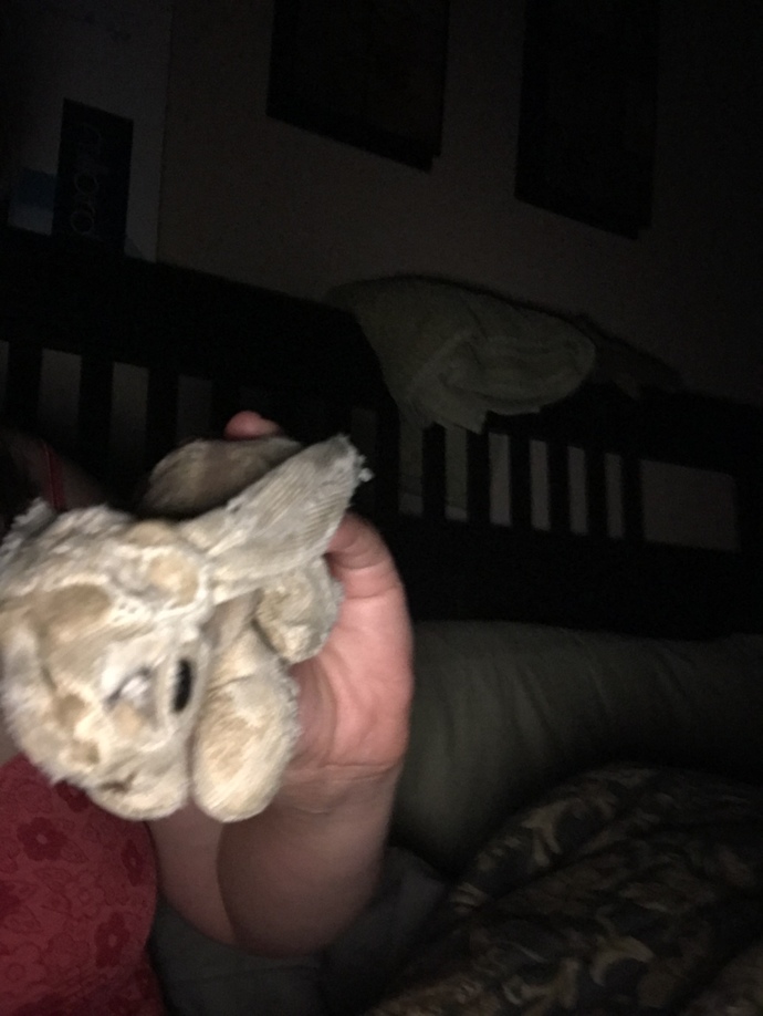 My bunny