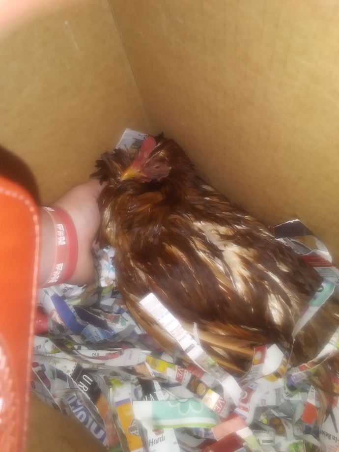Help my chicken is dieing?