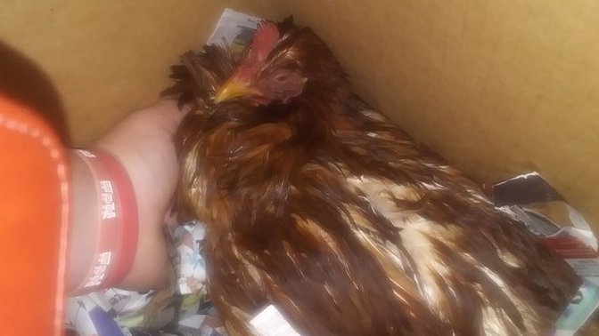 Help my chicken is dieing?