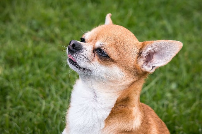Would you rather have a large or a small dog?
