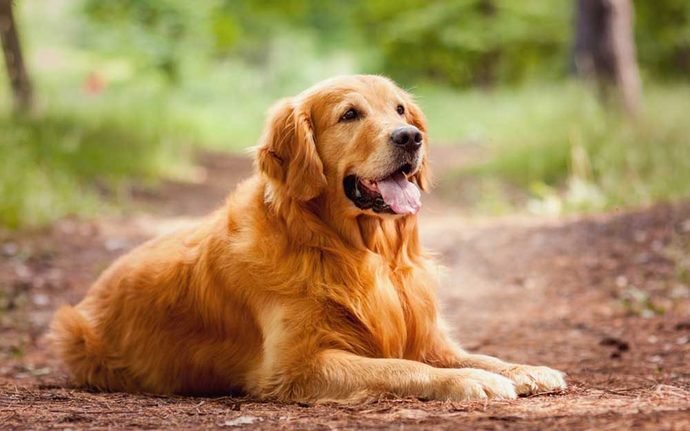 Would you rather have a large or a small dog?