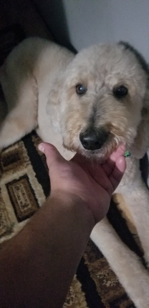 Would you rather have a large or a small dog?