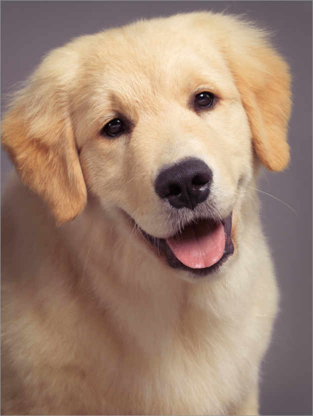 Would you rather have a large or a small dog?