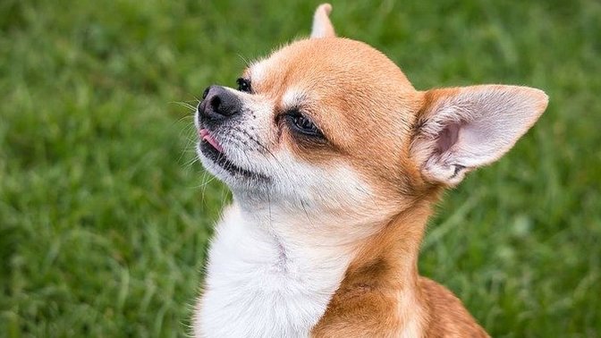 Would you rather have a large or a small dog?