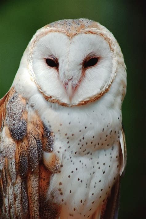 If you could talk to one animal what would it be?
