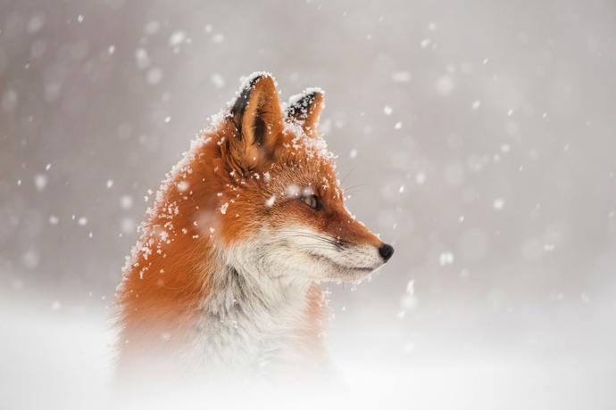 what does the fox say...