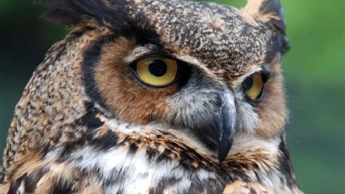 If you could talk to one animal what would it be?