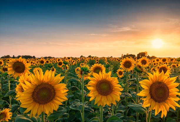Sunflowers make me happy.