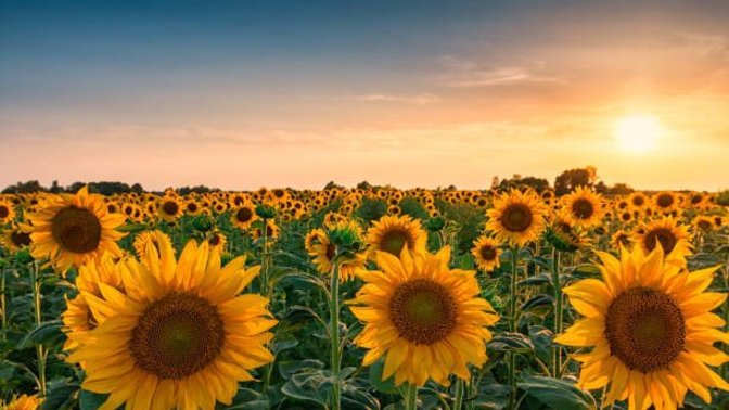 Anyone know any sunflower scented perfumes?