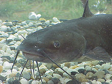 Cat fish