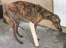 How do you feel about dog racing and horse racing?