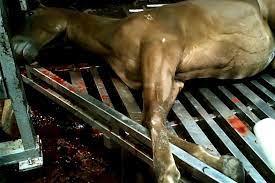 How do you feel about dog racing and horse racing?