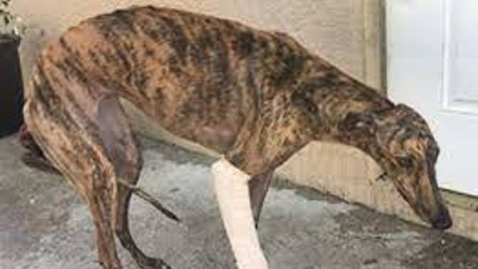 How do you feel about dog racing and horse racing?