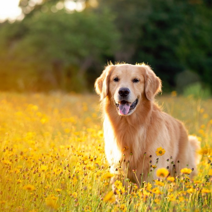 Which animal best represents your personality? GirlsAskGuys