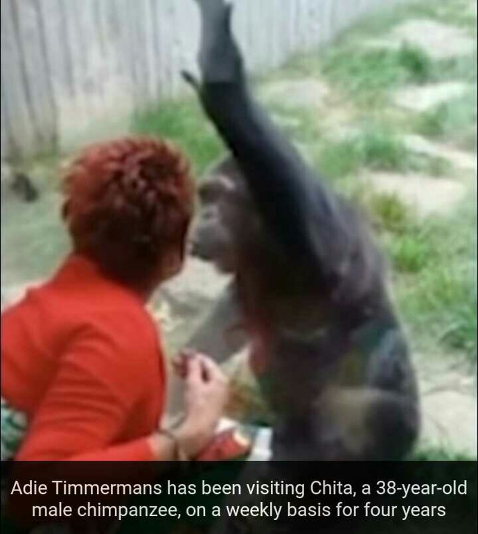 How can a caged chimp pull a girl but you cant?