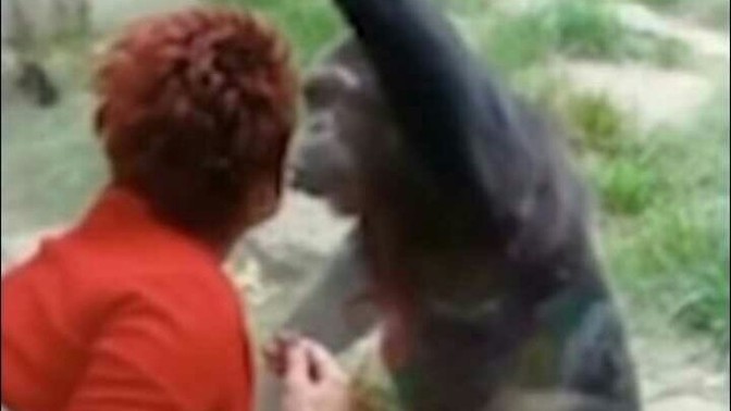 How can a caged chimp pull a girl but you can't?
