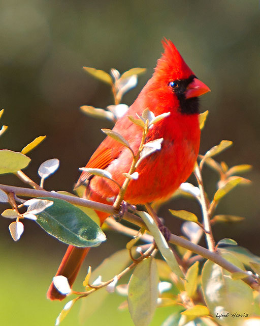 Where are my fellow bird watchers?