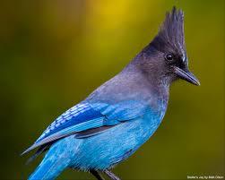 Where are my fellow bird watchers?