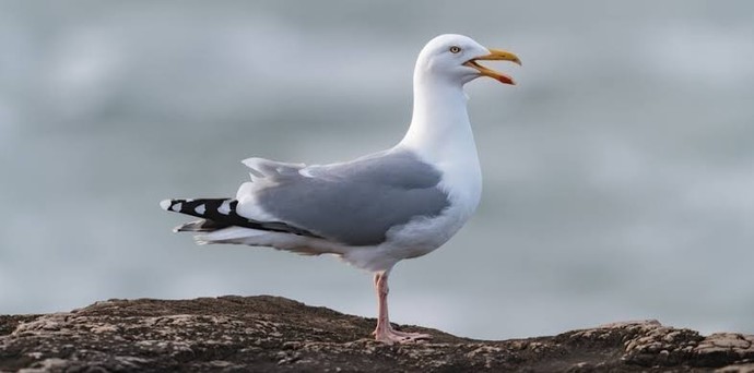 Where are my fellow bird watchers?