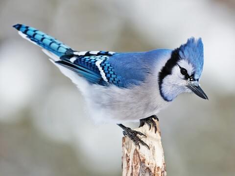 Where are my fellow bird watchers?
