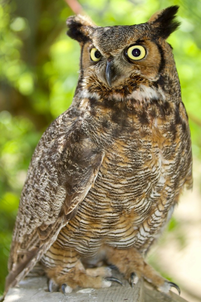 Where are my fellow bird watchers?