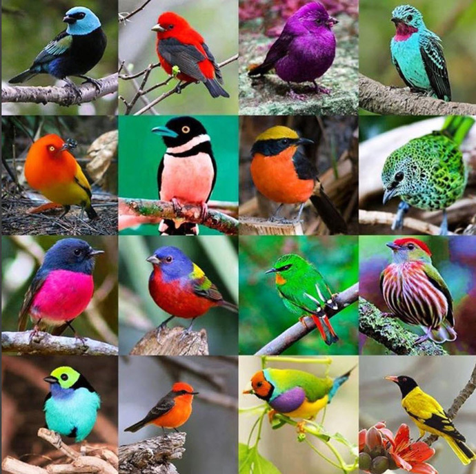 Where are my fellow bird watchers?