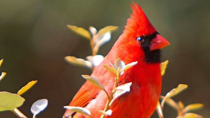 Where are my fellow bird watchers?