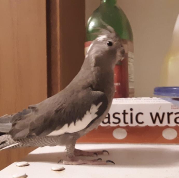 Are you afraid of birds?