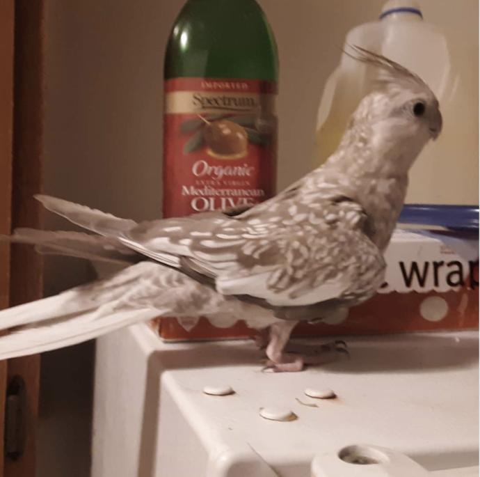 Are you afraid of birds?