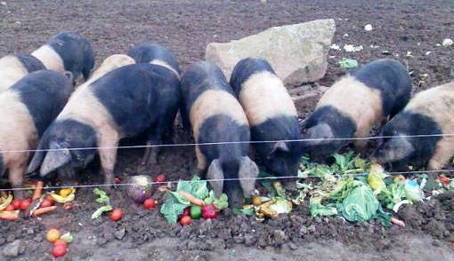 Here pig pig pig Here pig pig pig