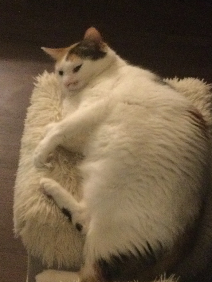 Do you think we tell our pets "oh you love daddy don't you" because we subconsciously project our parental instincts on them?