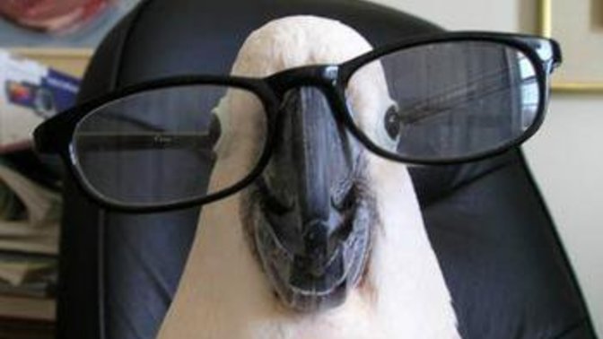If you knew a GaG member was really a super intelligent bird, would you keep its secret?