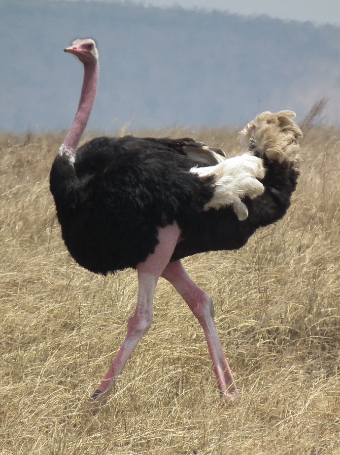 Which of THESE animals/creatures to you like most?