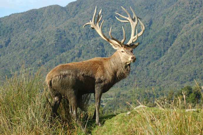 Which of THESE animals/creatures to you like most?