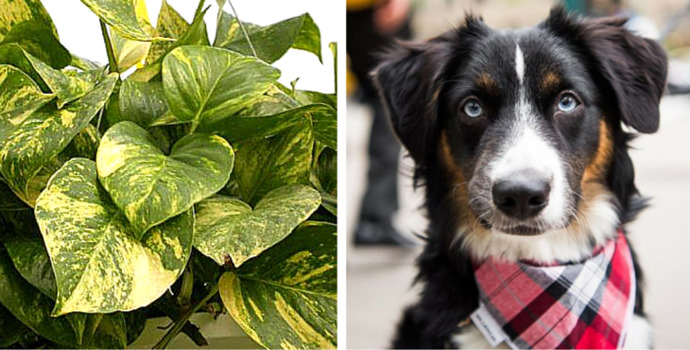 Are you a plant person or animal person?