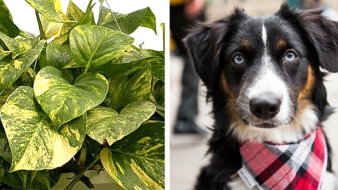 Are you a plant person or animal person?