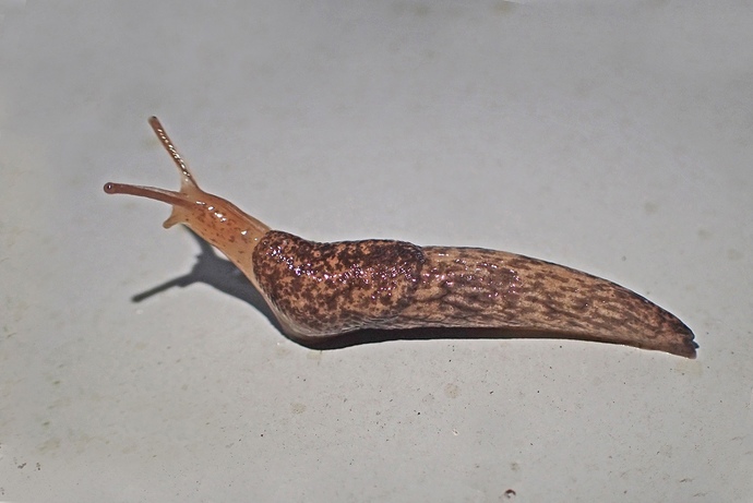 Are humans related to slugs?