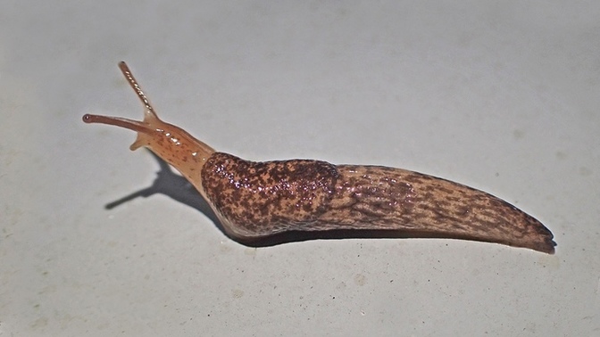 Are humans related to slugs?