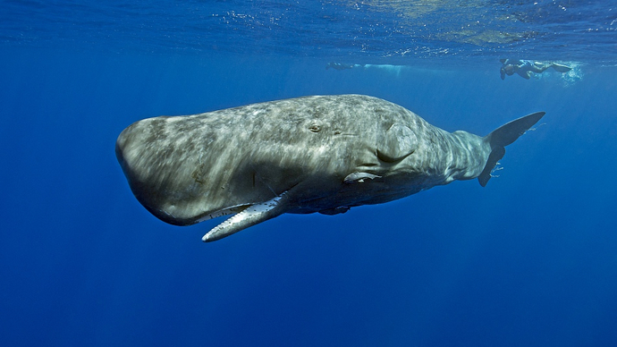 Which of these animals or creatures do you like most (last one!)?