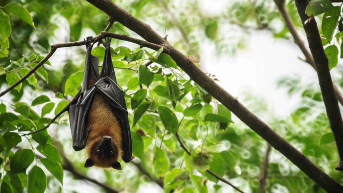 Which of these animals or creatures do you like most (last one!)?