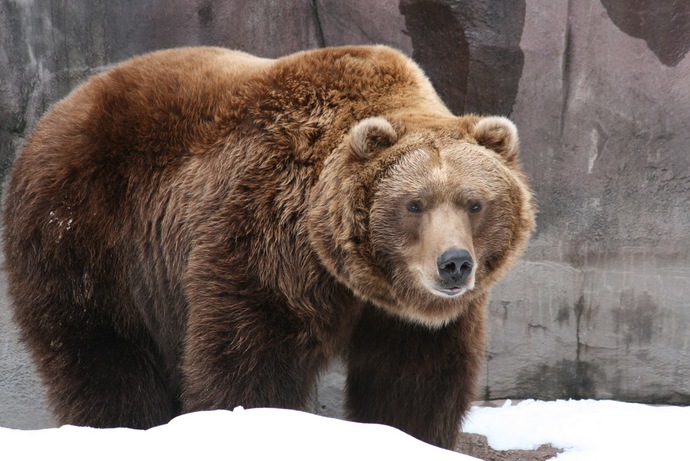 Which of these animals or creatures do you like most (last one!)?