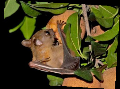 Which of these animals or creatures do you like most (last one!)?