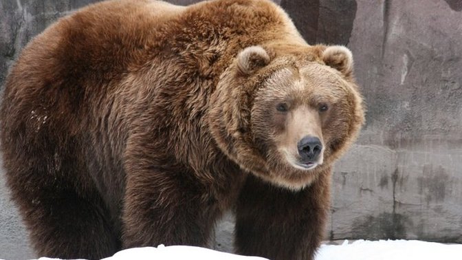 Which of these animals or creatures do you like most (last one!)?